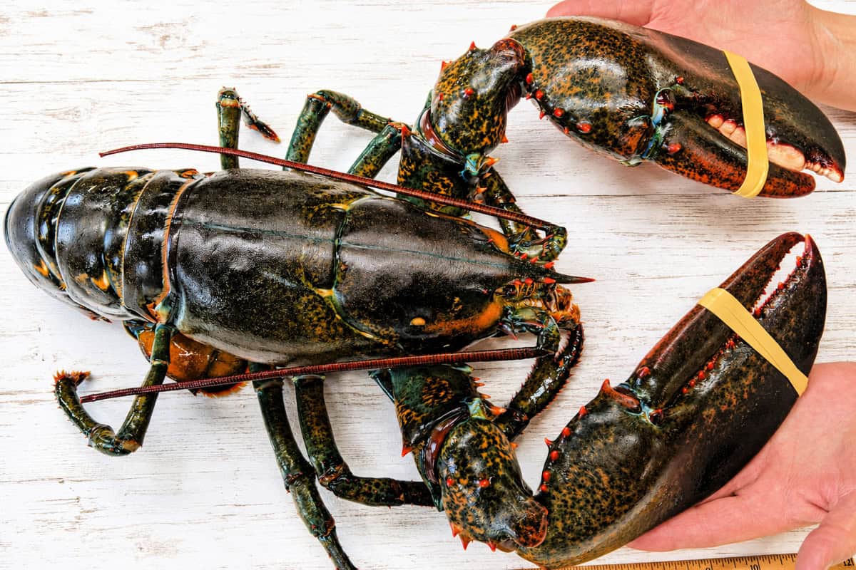 Live Maine lobster with banded claws held over a white wooden surface