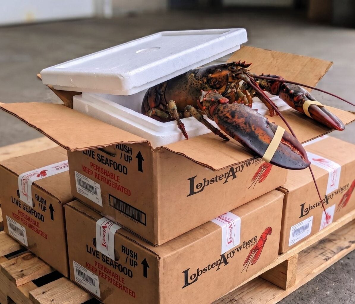 How and When to Schedule Live Lobster Delivery