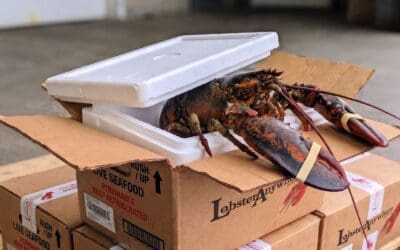 How and When to Schedule Live Lobster Delivery